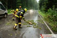 _2024-07-10 Baum über B141 Pramwald-0009